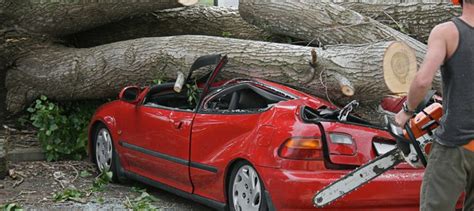 Tree fell on your car? Who's responsible for fixes after severe weather